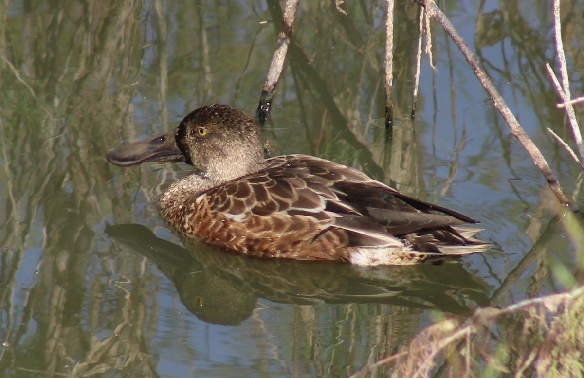 Northern Shoveler - ML644410055