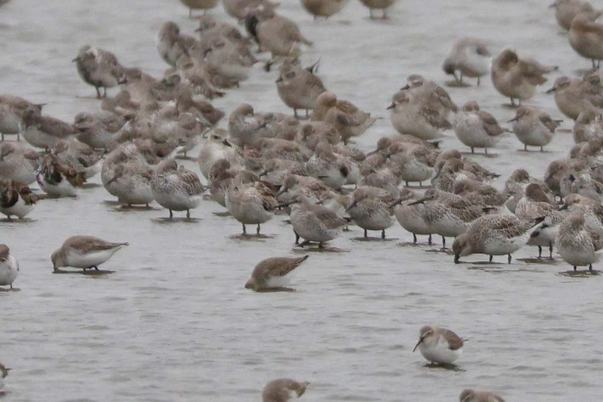 オバシギ - ML644410065