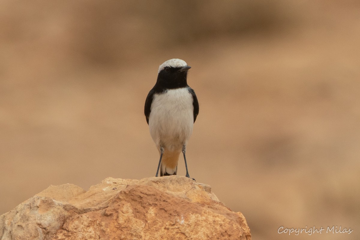 Mourning Wheatear (Maghreb) - ML644410066