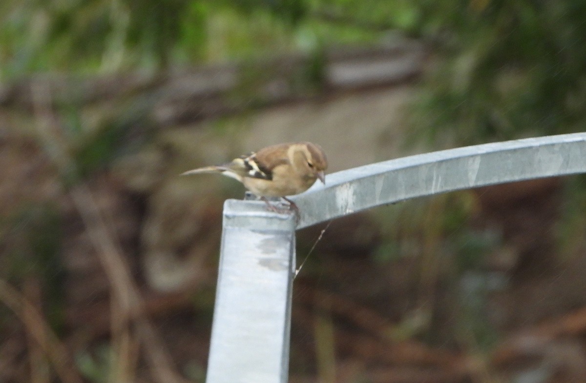 pěnkava obecná - ML644410067