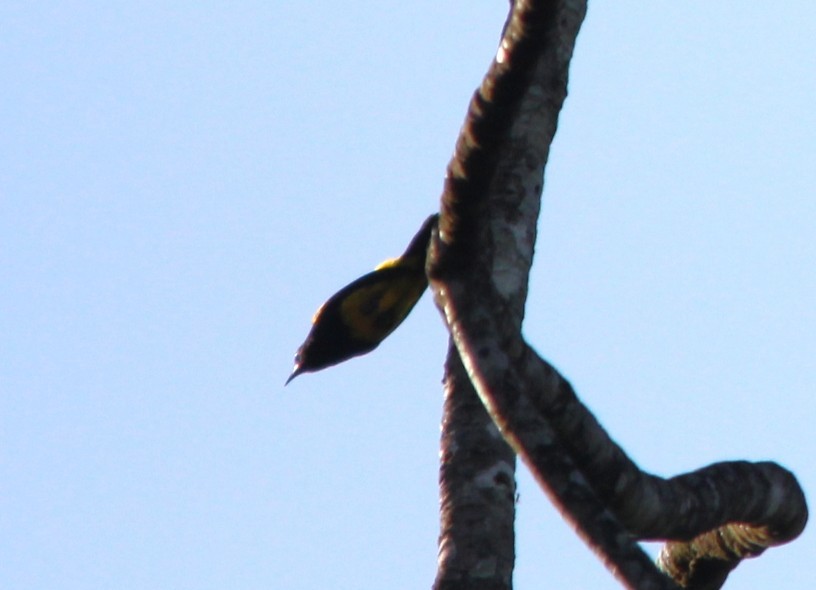 Black-cowled Oriole - ML644410072