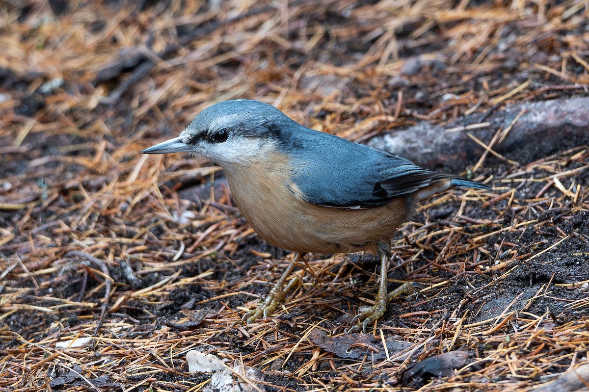 Eurasian Nuthatch - ML644410076