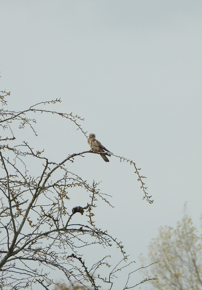 poštolka obecná - ML644410078