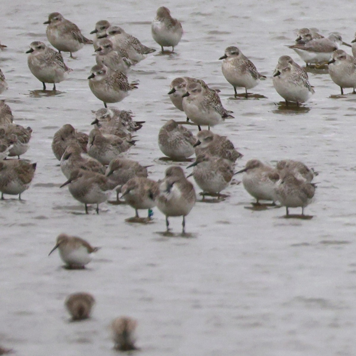 Pivieressa - ML644410079