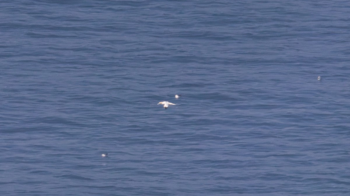 Northern Gannet - ML644410091