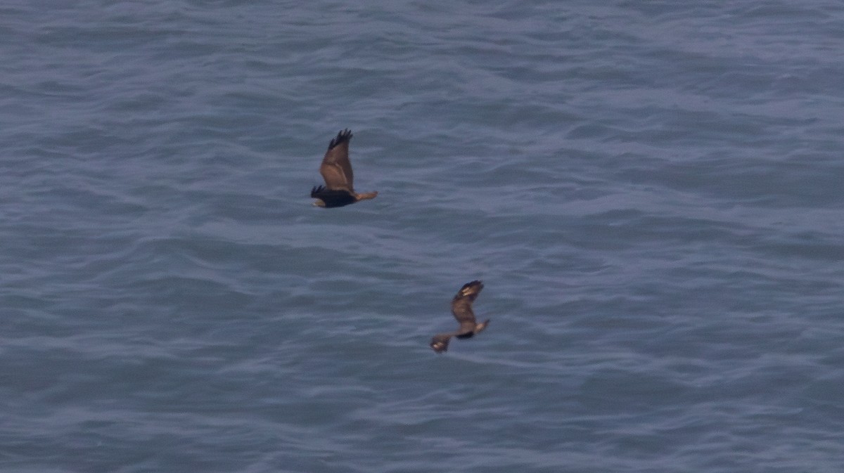 Common Buzzard - ML644410093