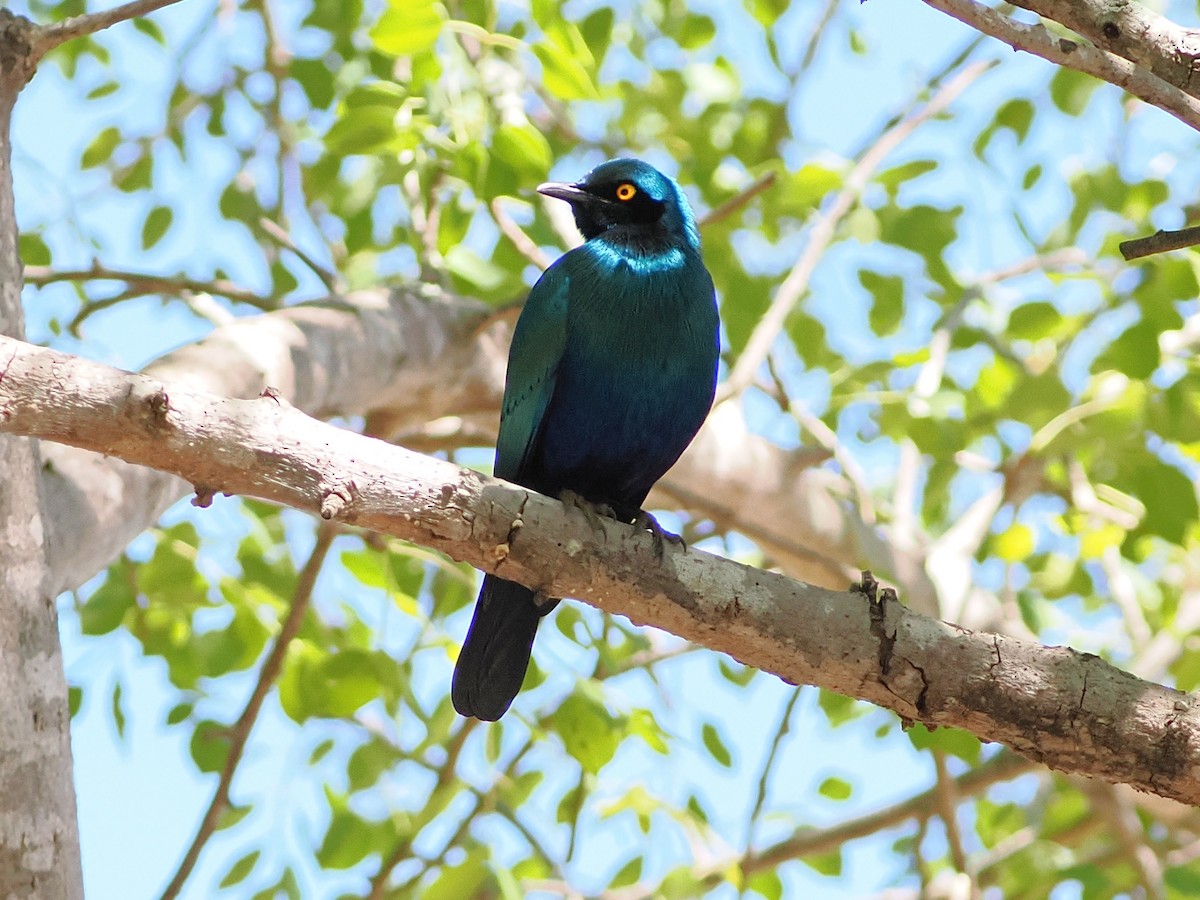 Greater Blue-eared Starling - ML644410094