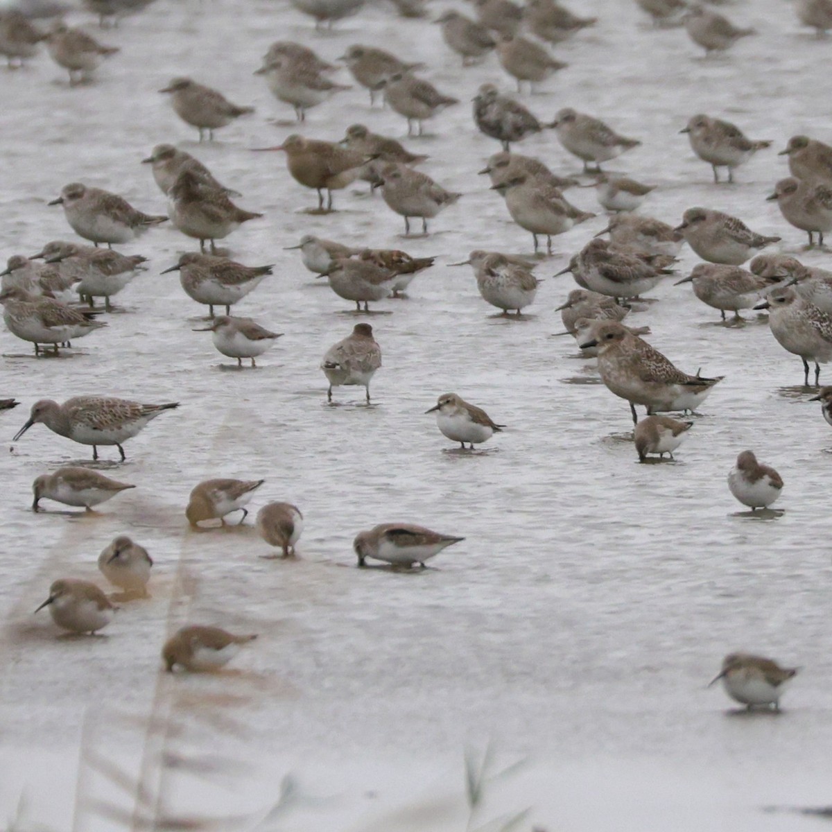 tereksnipe - ML644410098