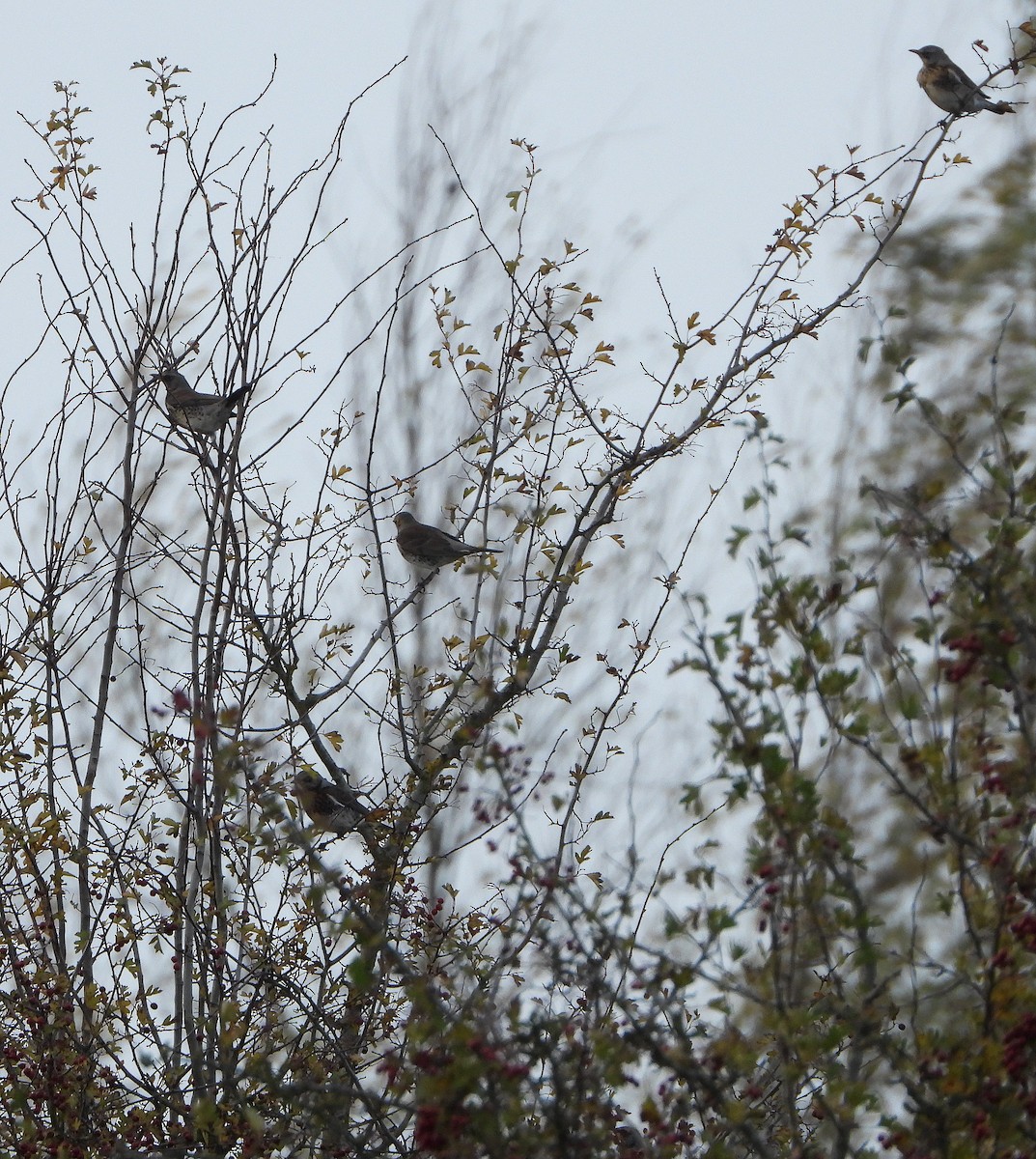 drozd kvíčala - ML644410100