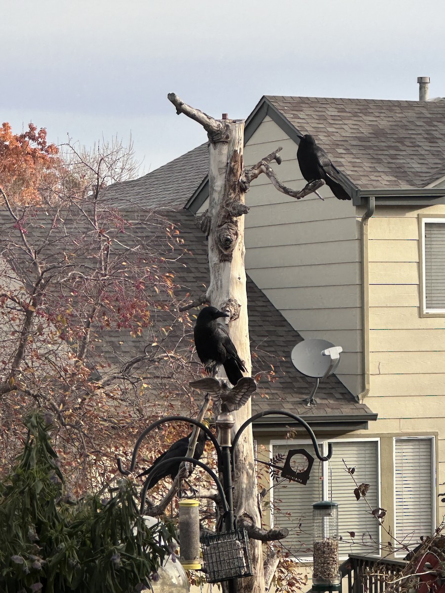 American Crow - ML644410101