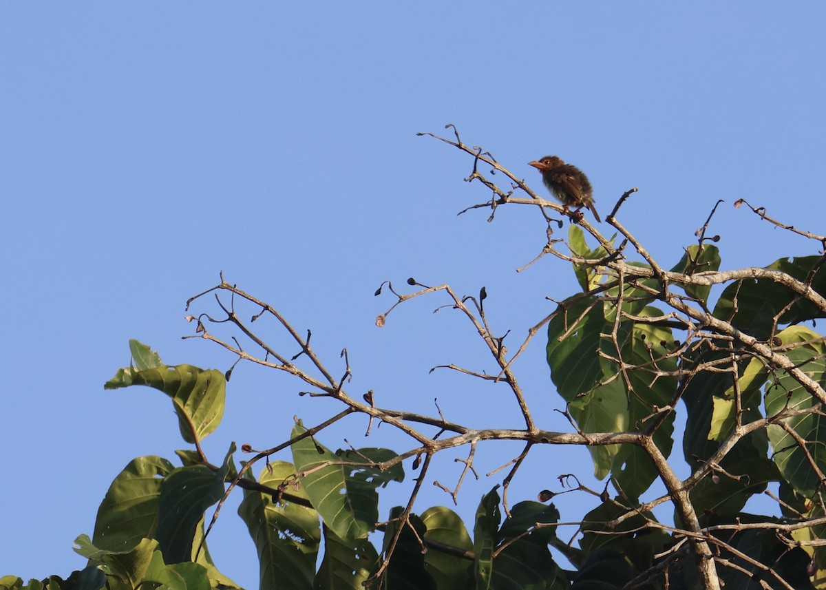 Brown Barbet - ML644410105