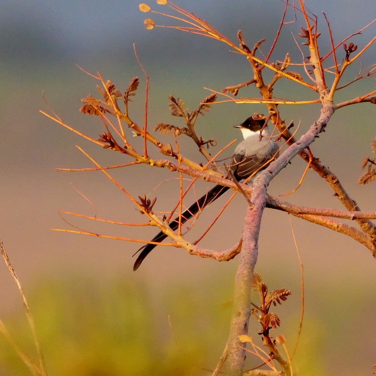 Fork-tailed Flycatcher - ML644410109