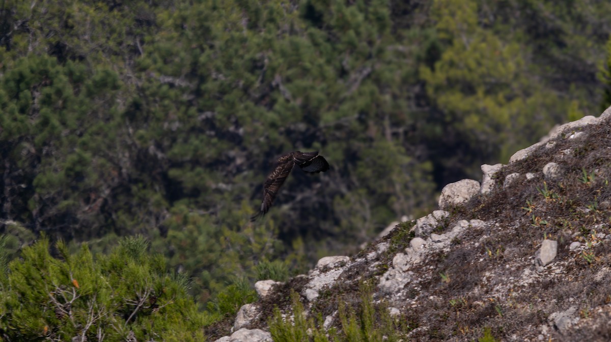 Common Buzzard - ML644410110