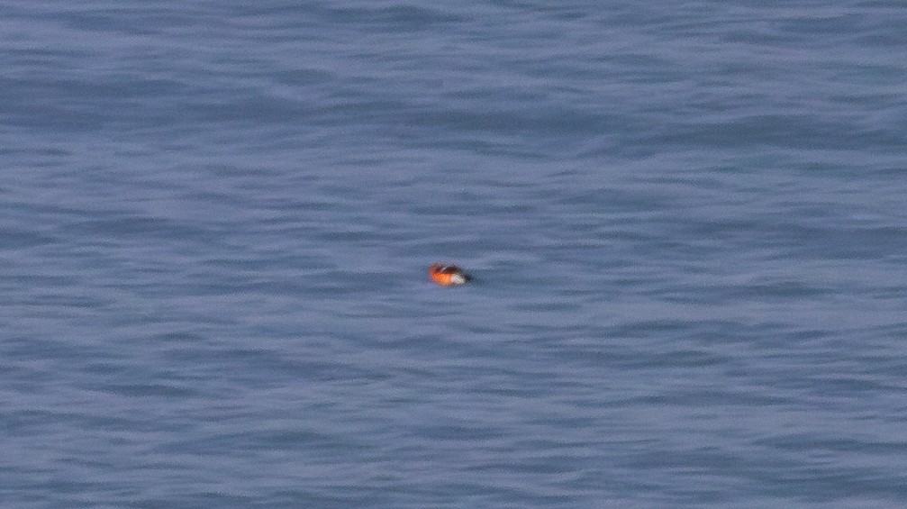 Eurasian Bullfinch - ML644410118