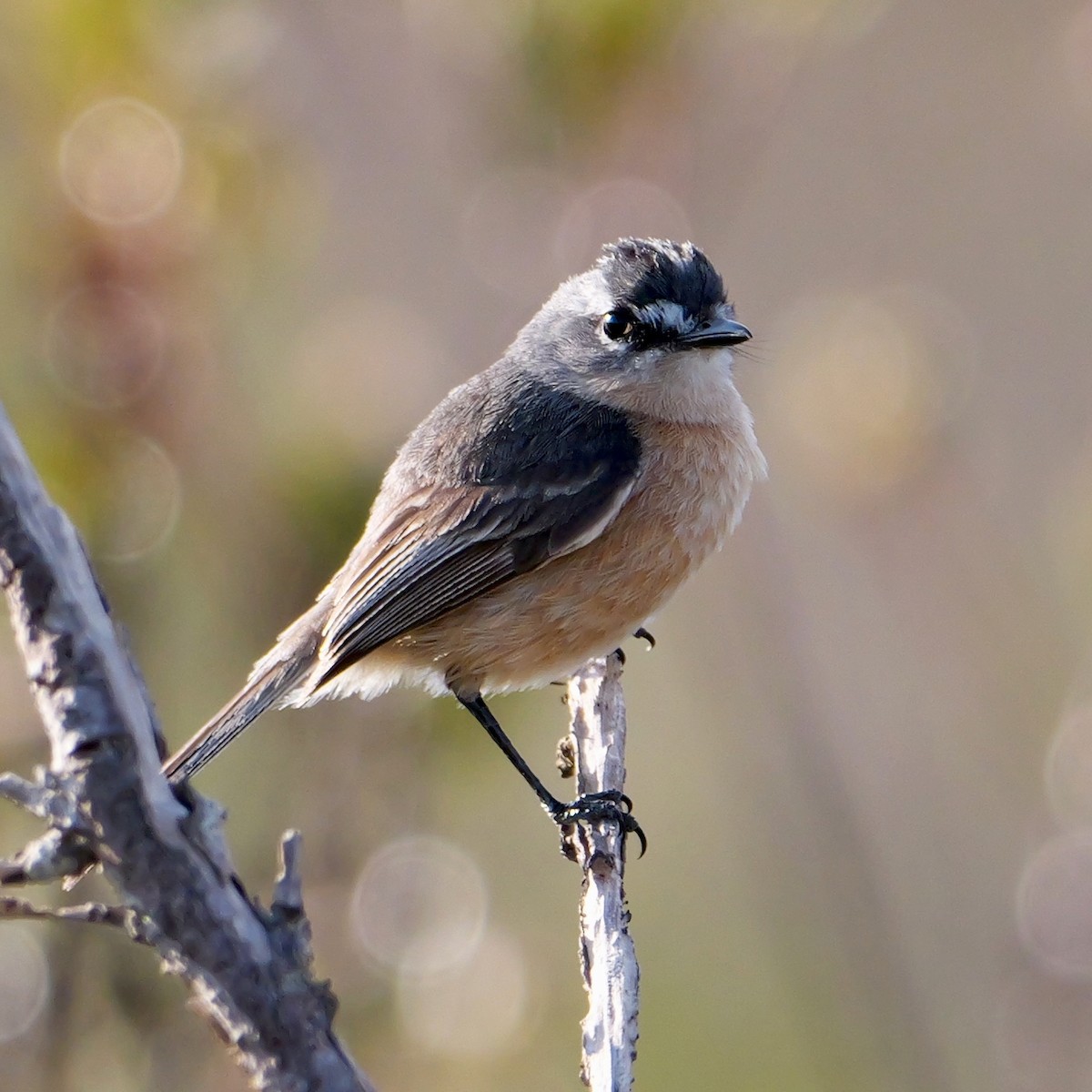 Gray-backed Tachuri - ML644410121