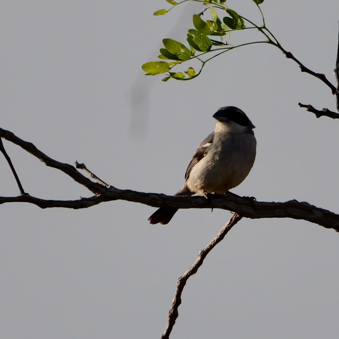 White-banded Tanager - ML644410124