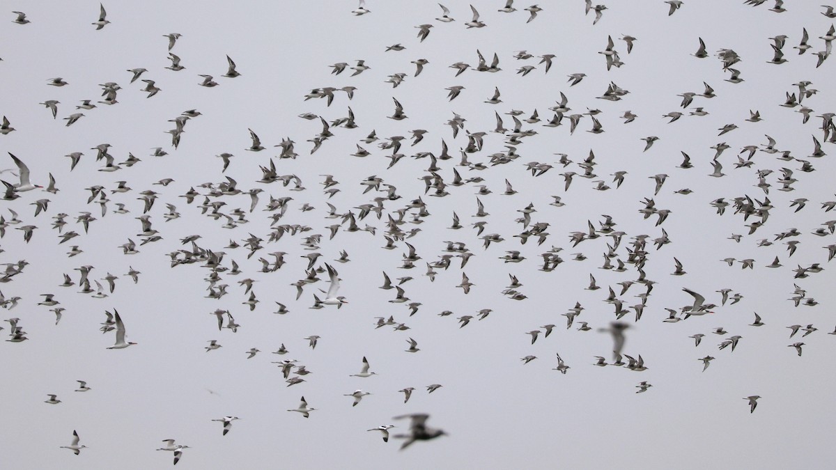 Pivieressa - ML644410145