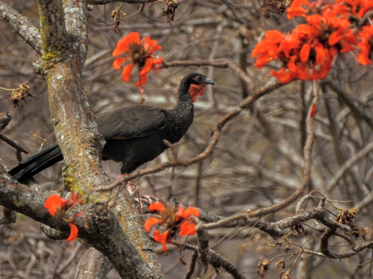 White-winged Guan - ML644410147