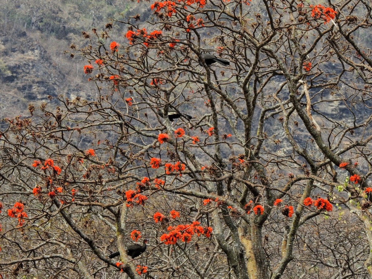 White-winged Guan - ML644410148