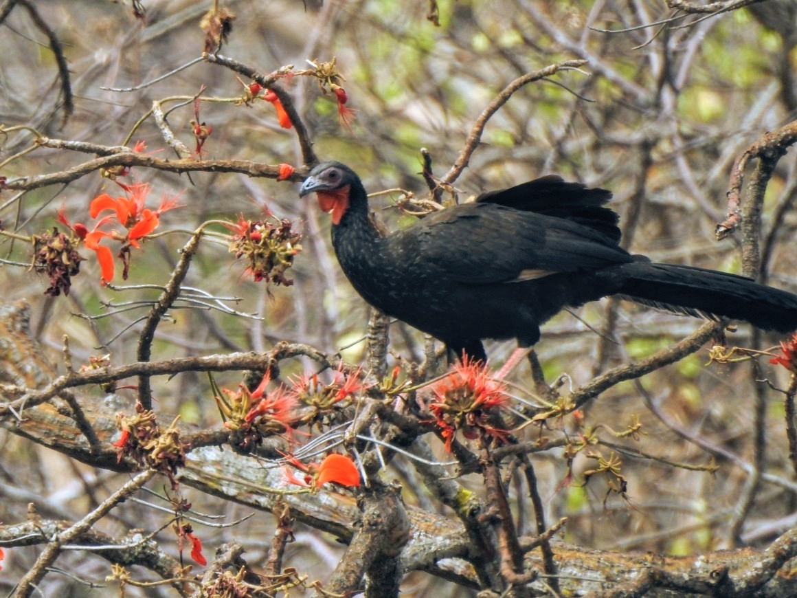 White-winged Guan - ML644410149
