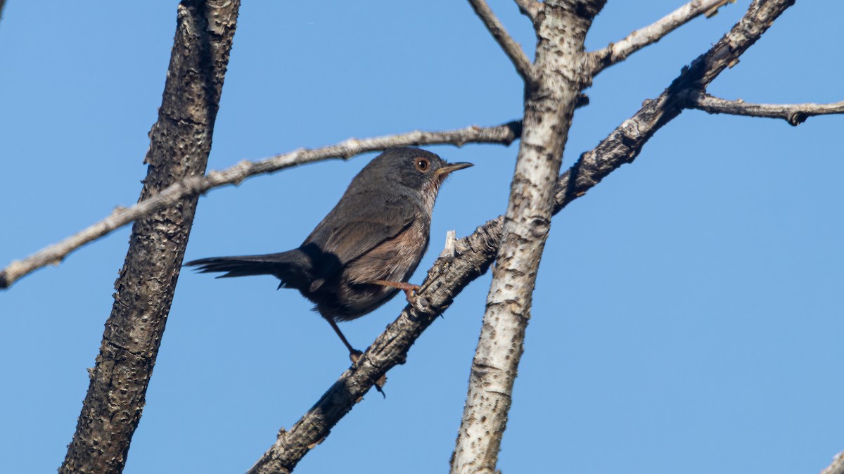 Dartford Warbler - ML644410151