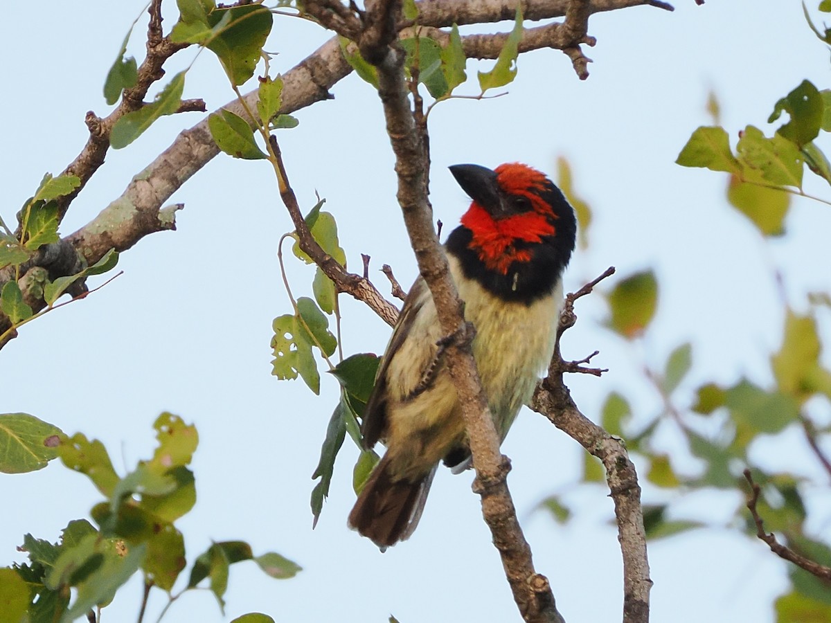 Kara Kolyeli Barbet - ML644410161