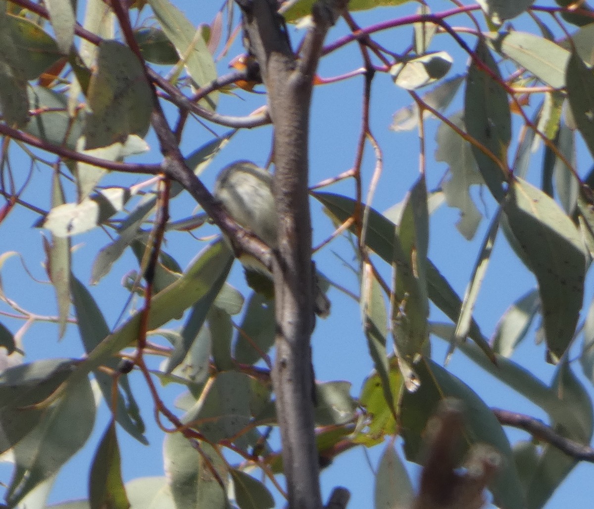 stumpnebb - ML644410162