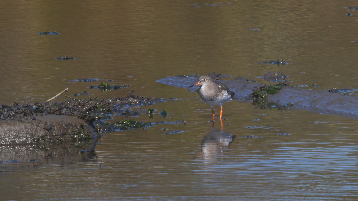 Common Redshank - ML644410167