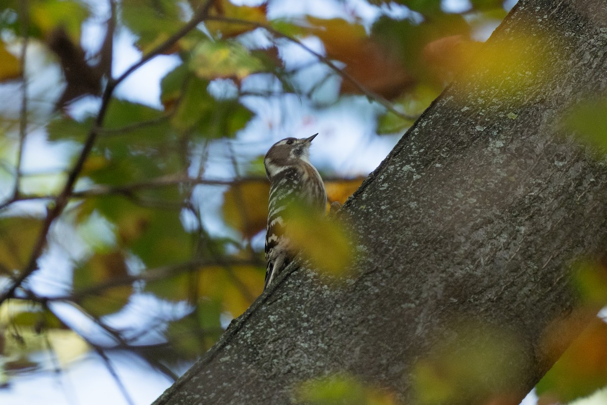 Japanese Pygmy Woodpecker - ML644410171