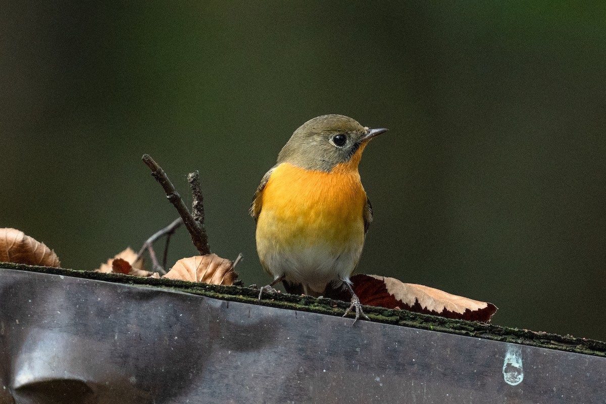 Mugimaki Flycatcher - ML644410176