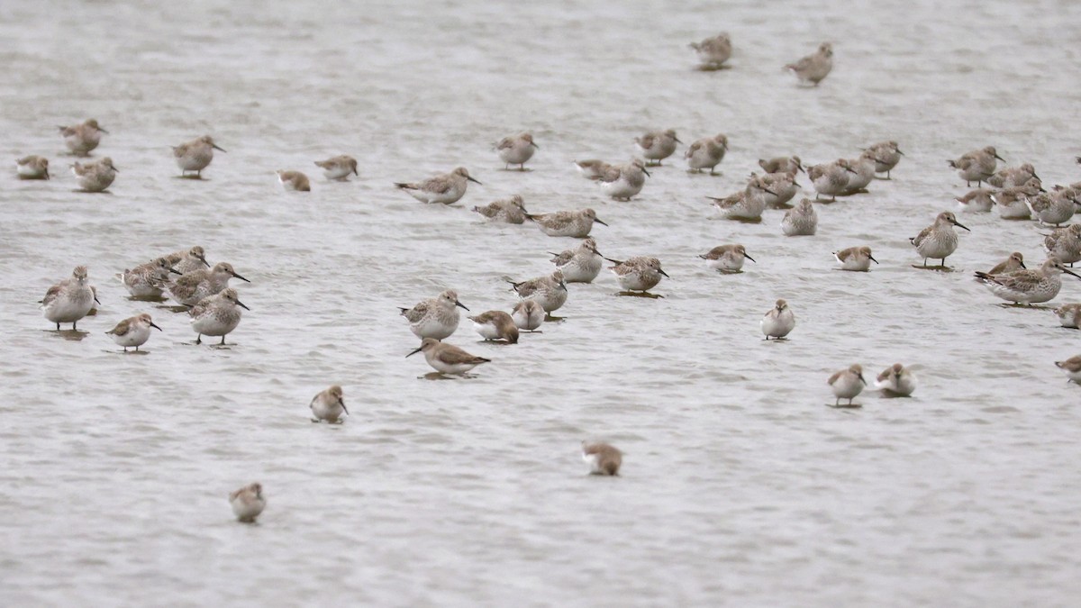 オバシギ - ML644410177