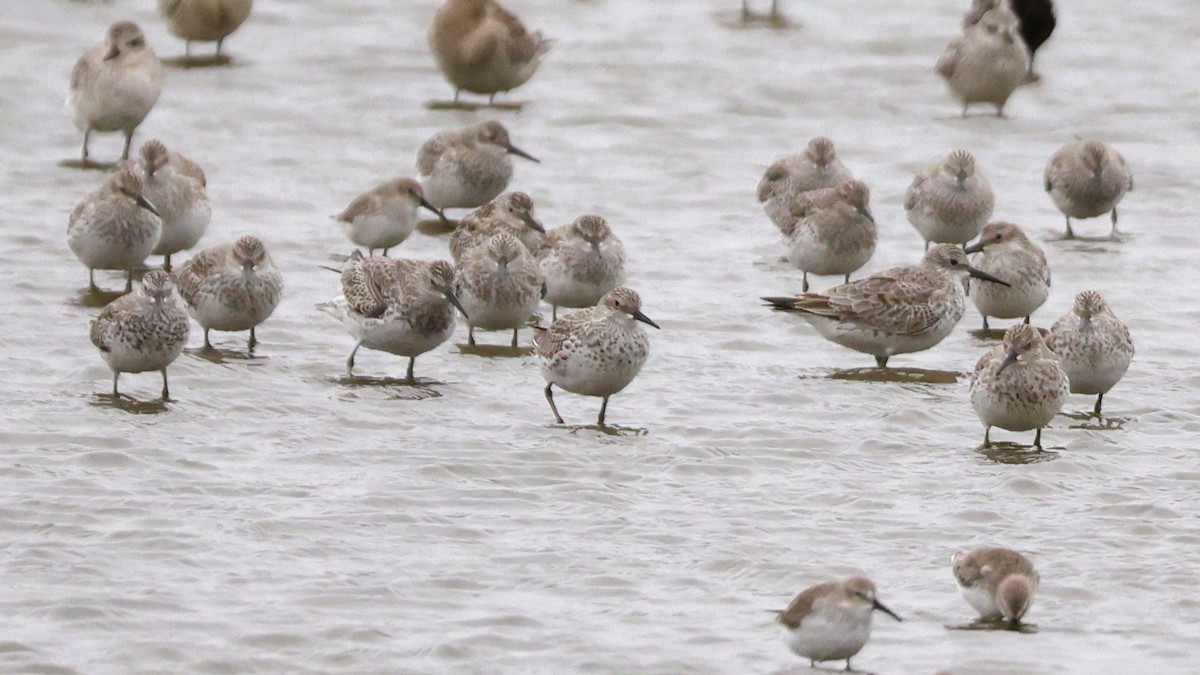 オバシギ - ML644410186