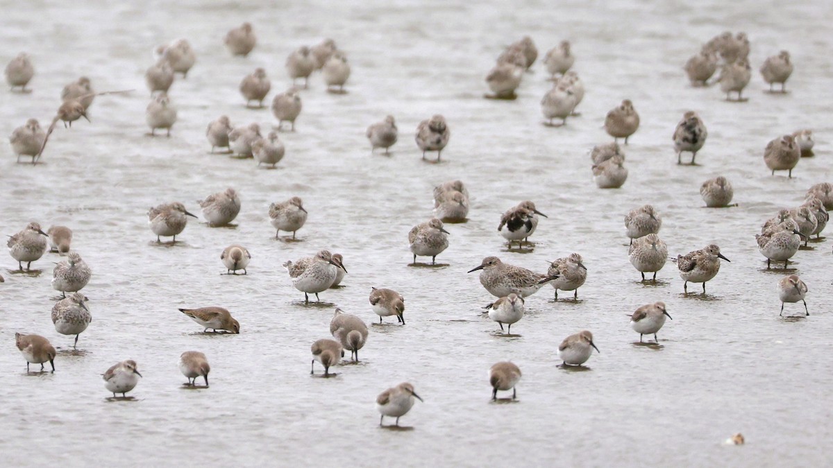 オバシギ - ML644410187