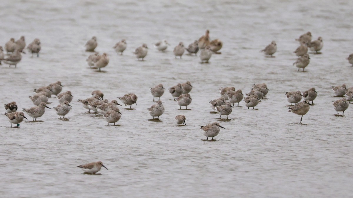 オバシギ - ML644410189