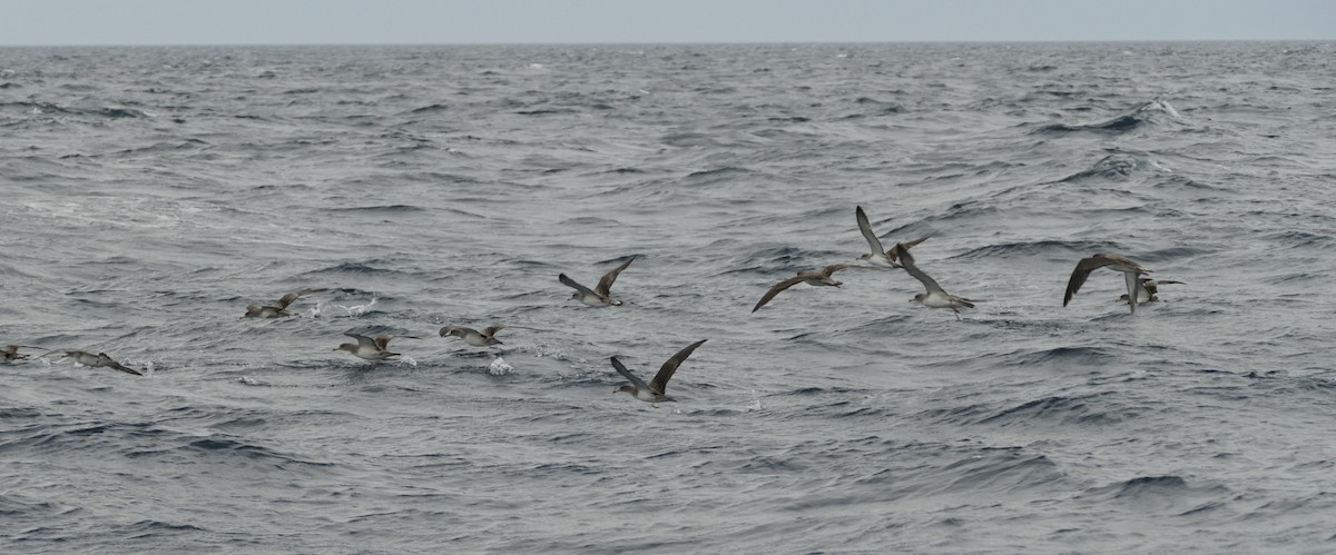 Berta maggiore/boreale - ML644410191