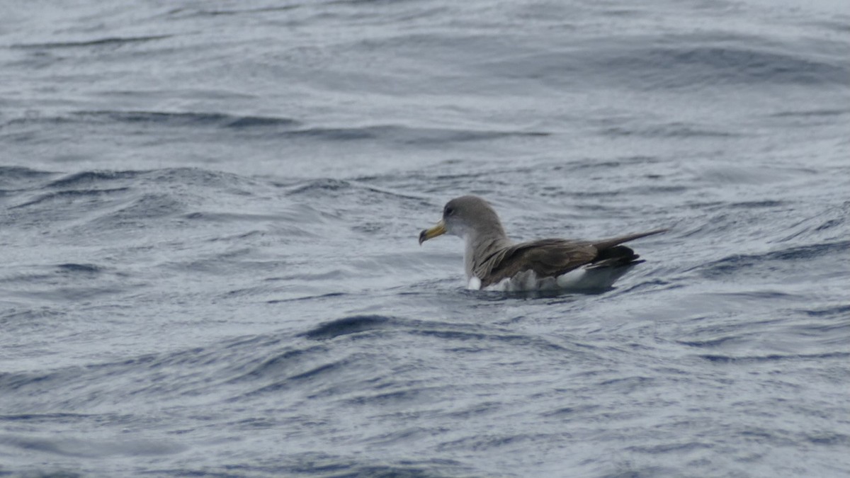 Berta maggiore/boreale - ML644410192