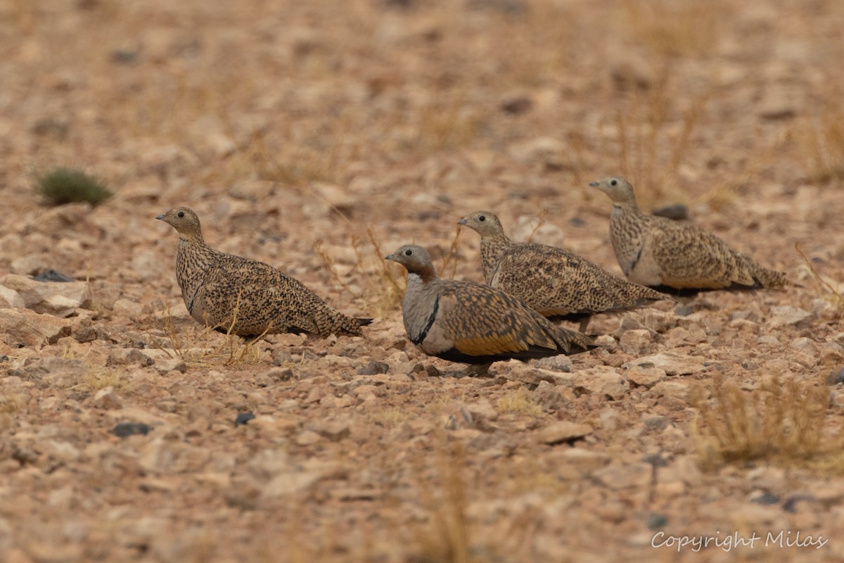 Ganga unibande - ML644410203