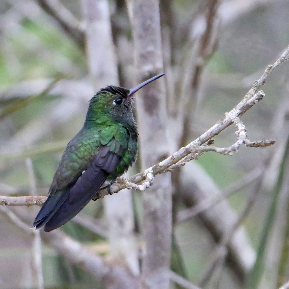 Glittering-throated Emerald - ML644410208
