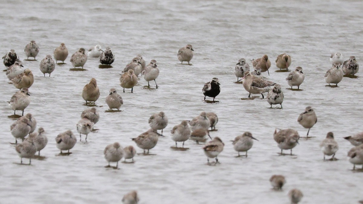 Pivieressa - ML644410211