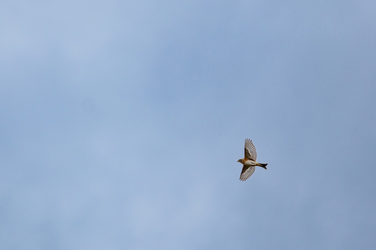 Brambling - ML644410216