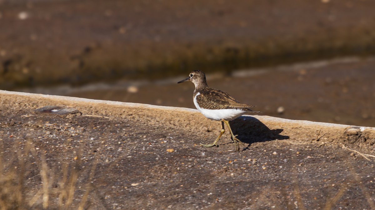 Common Sandpiper - ML644410218