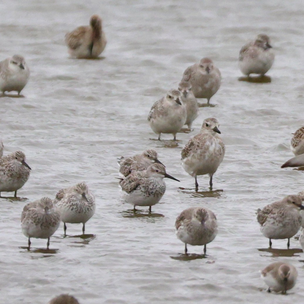 オバシギ - ML644410219