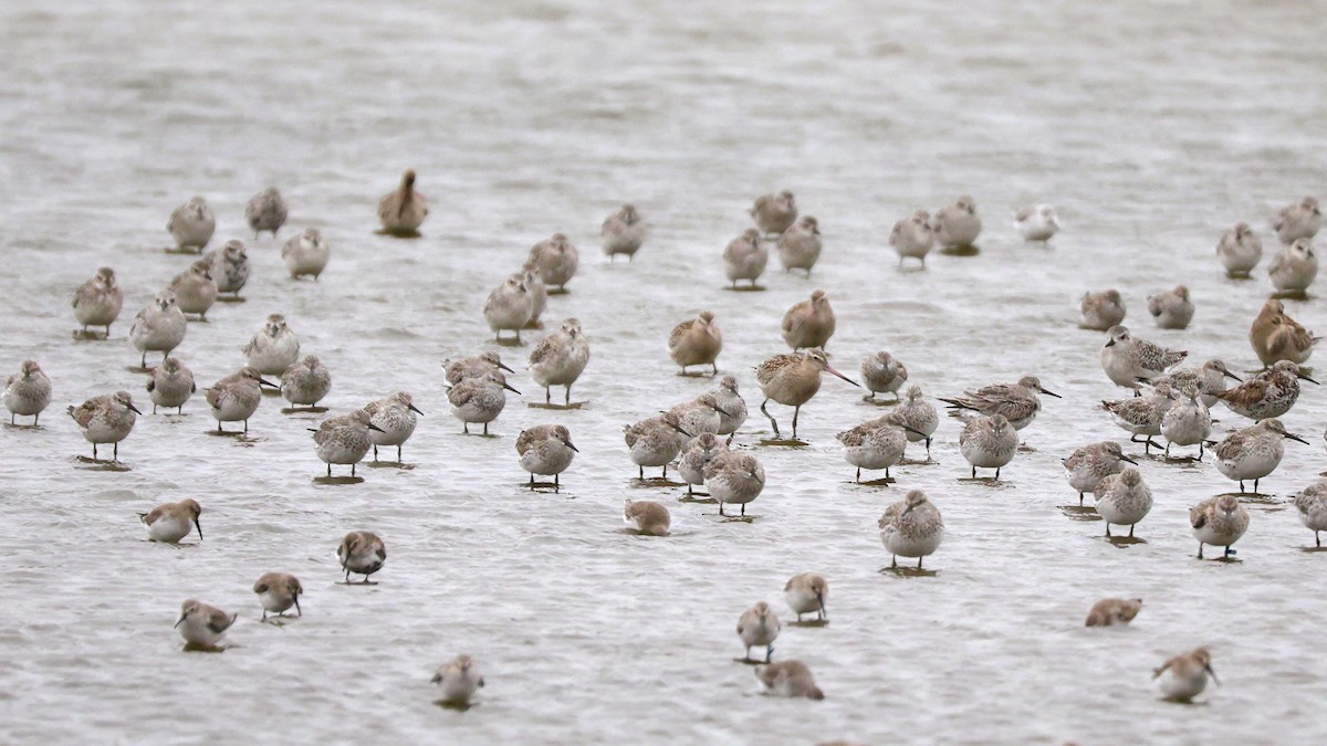 オバシギ - ML644410220