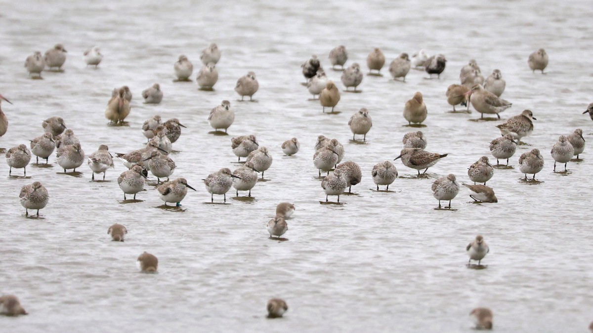 オバシギ - ML644410221