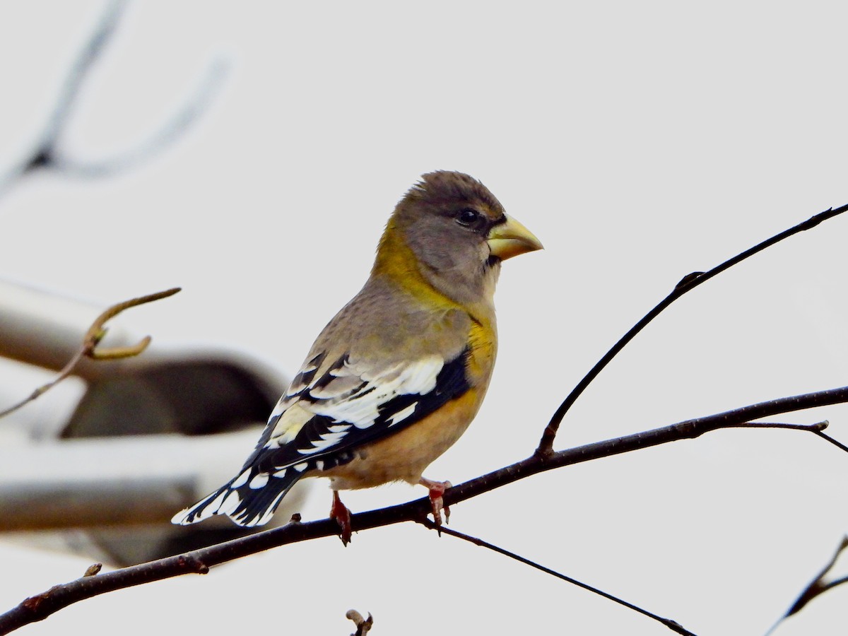Evening Grosbeak - ML644410228