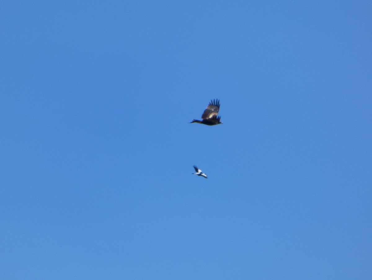 Nankeen Kestrel - ML644410233