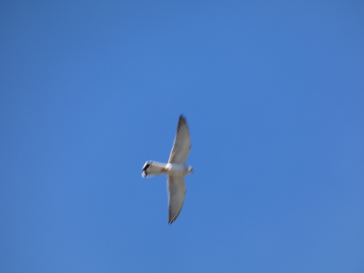 Nankeen Kestrel - ML644410234