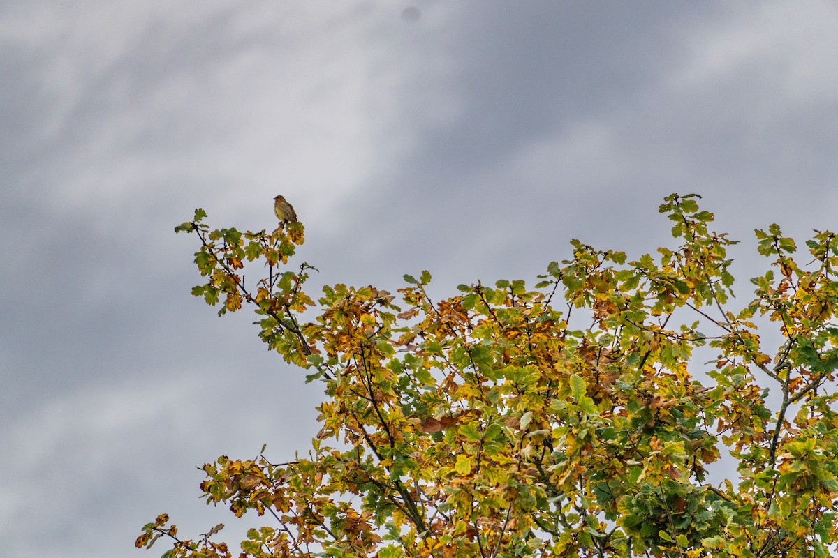 Yellowhammer - ML644410247