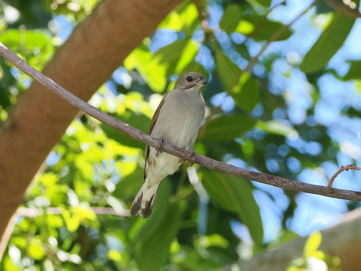Lesser Honeyguide - ML644410248