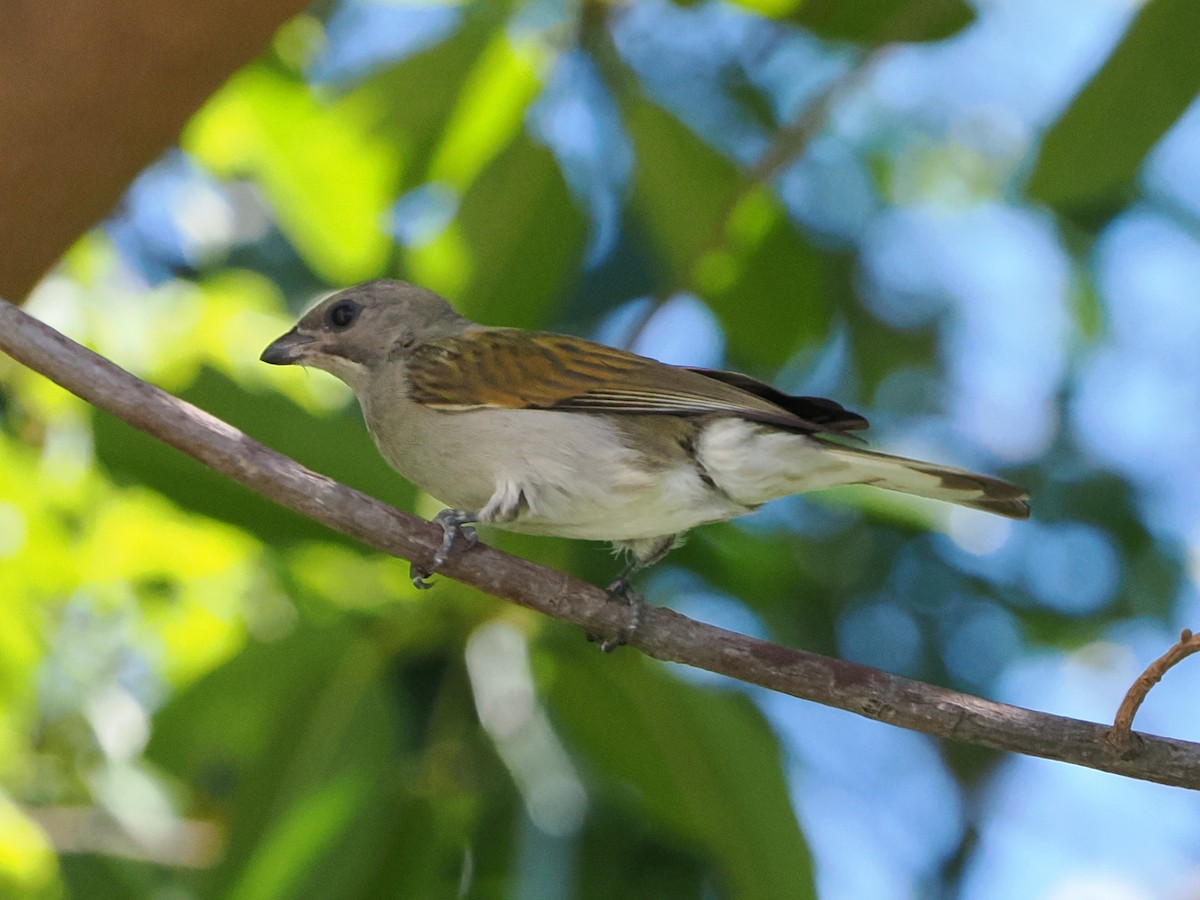 Lesser Honeyguide - ML644410249
